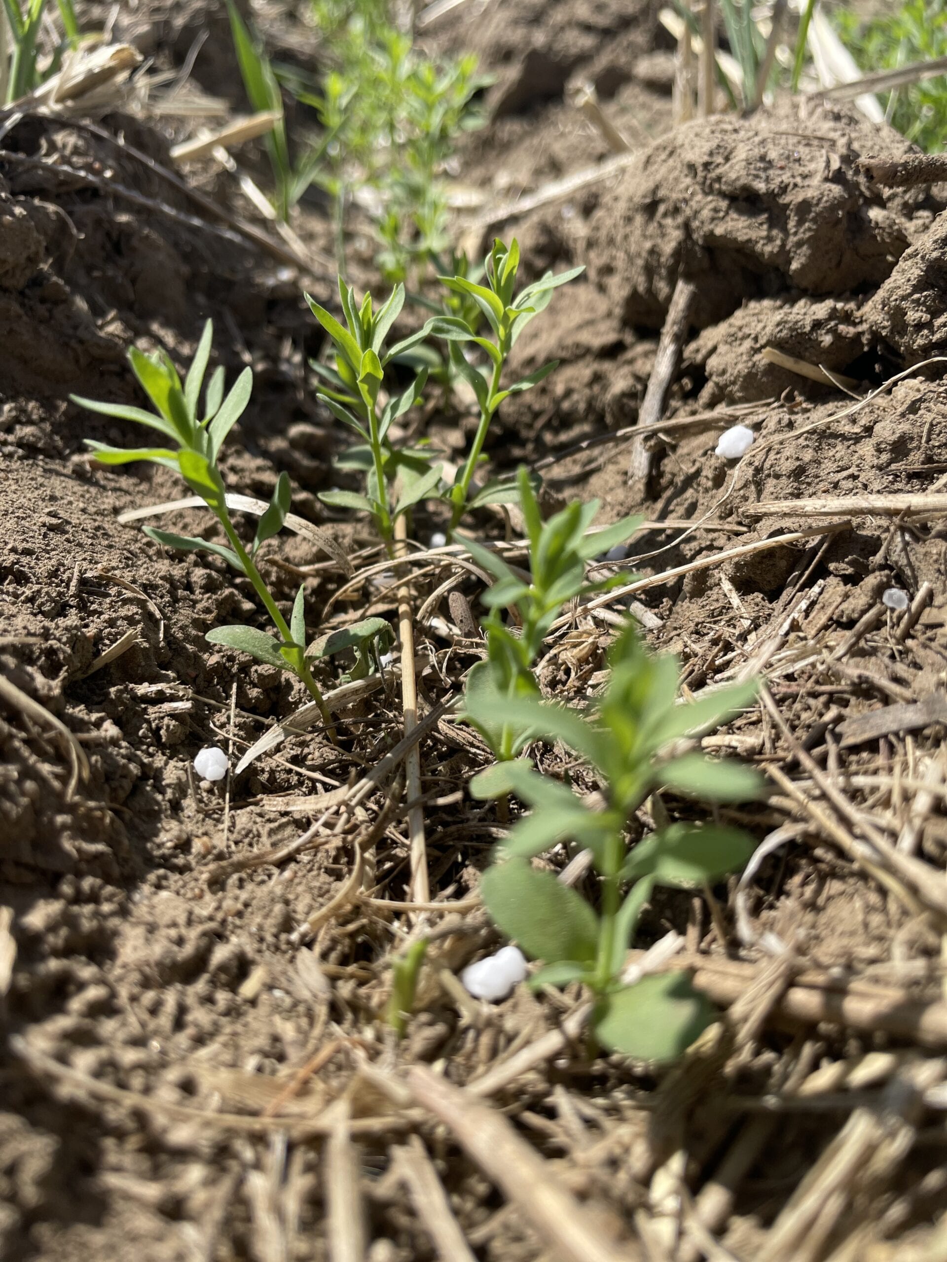Annual Forages in a Rotation