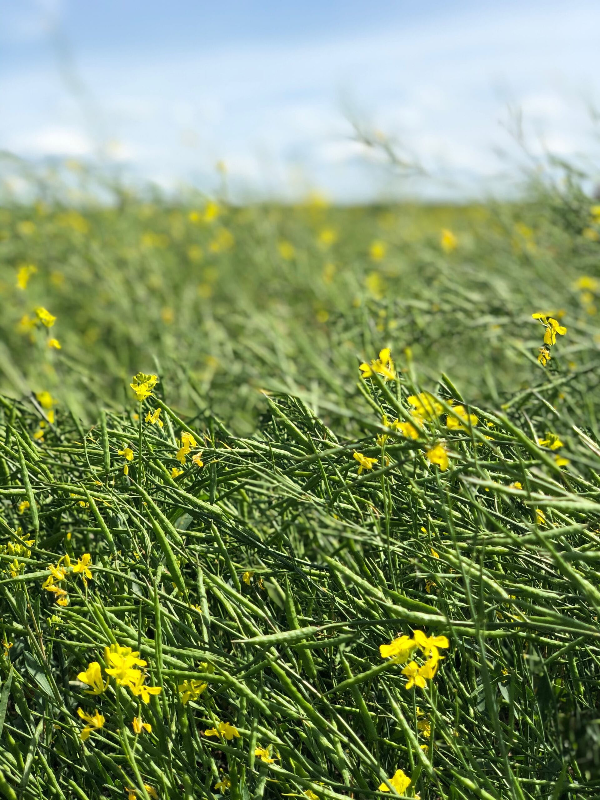 Increasing Seeding Rate to manage FHB in Wheat