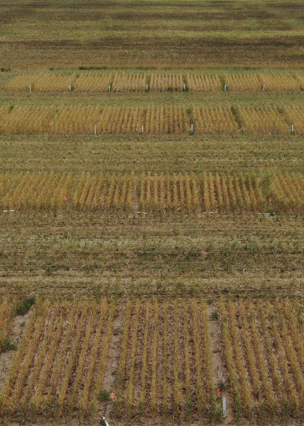 Increasing Seeding Rate to manage FHB in Wheat