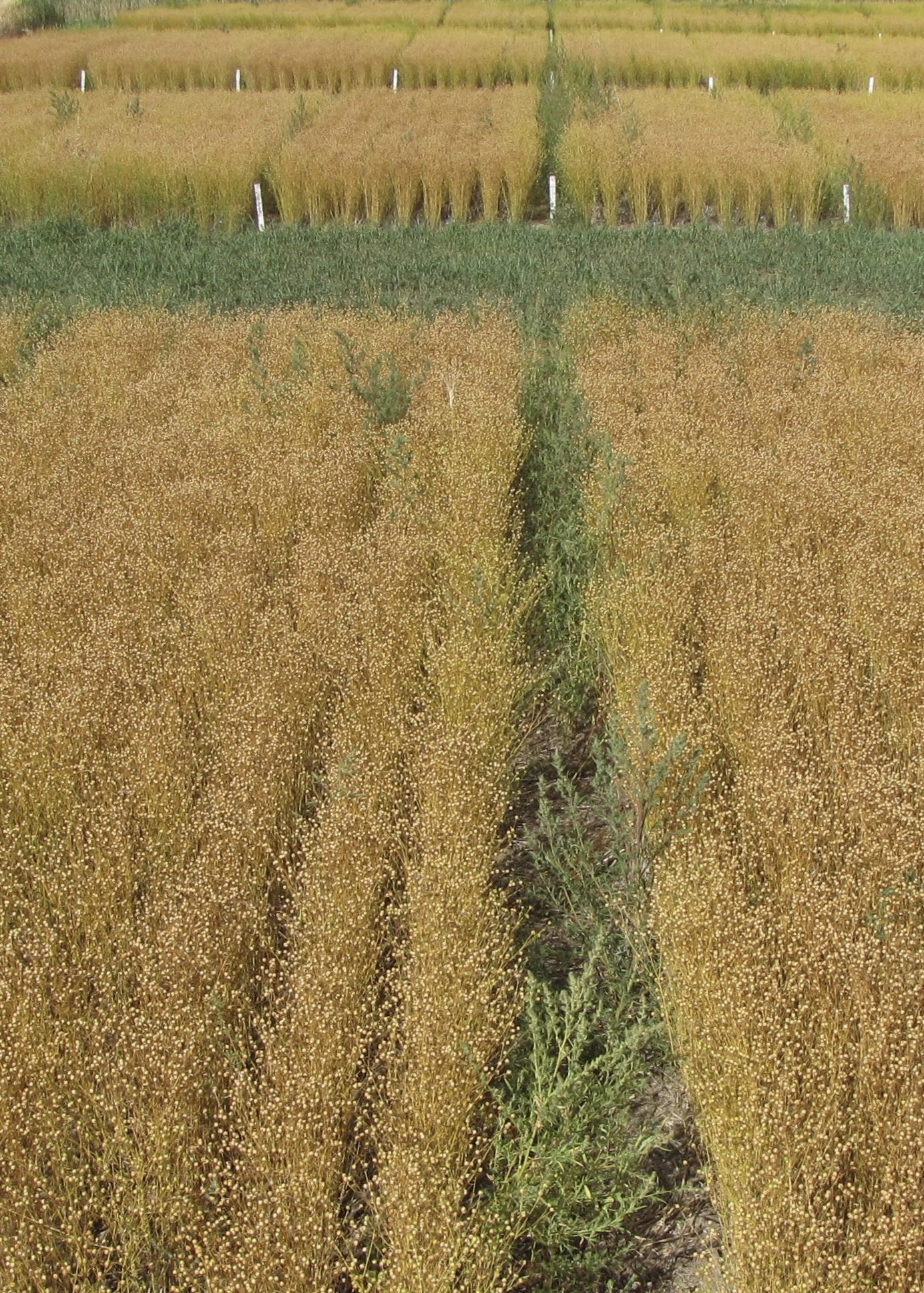 Annual Forages in a Rotation