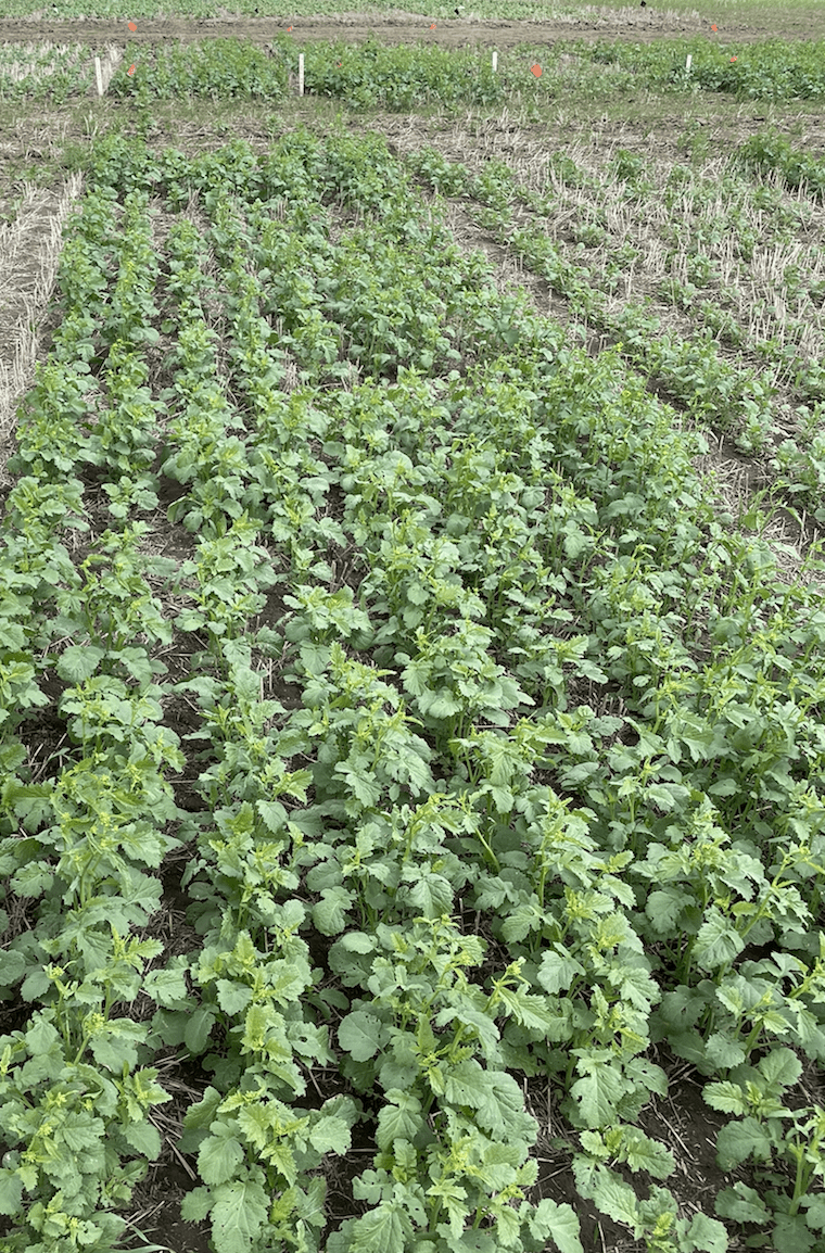 Annual Forages in a Rotation