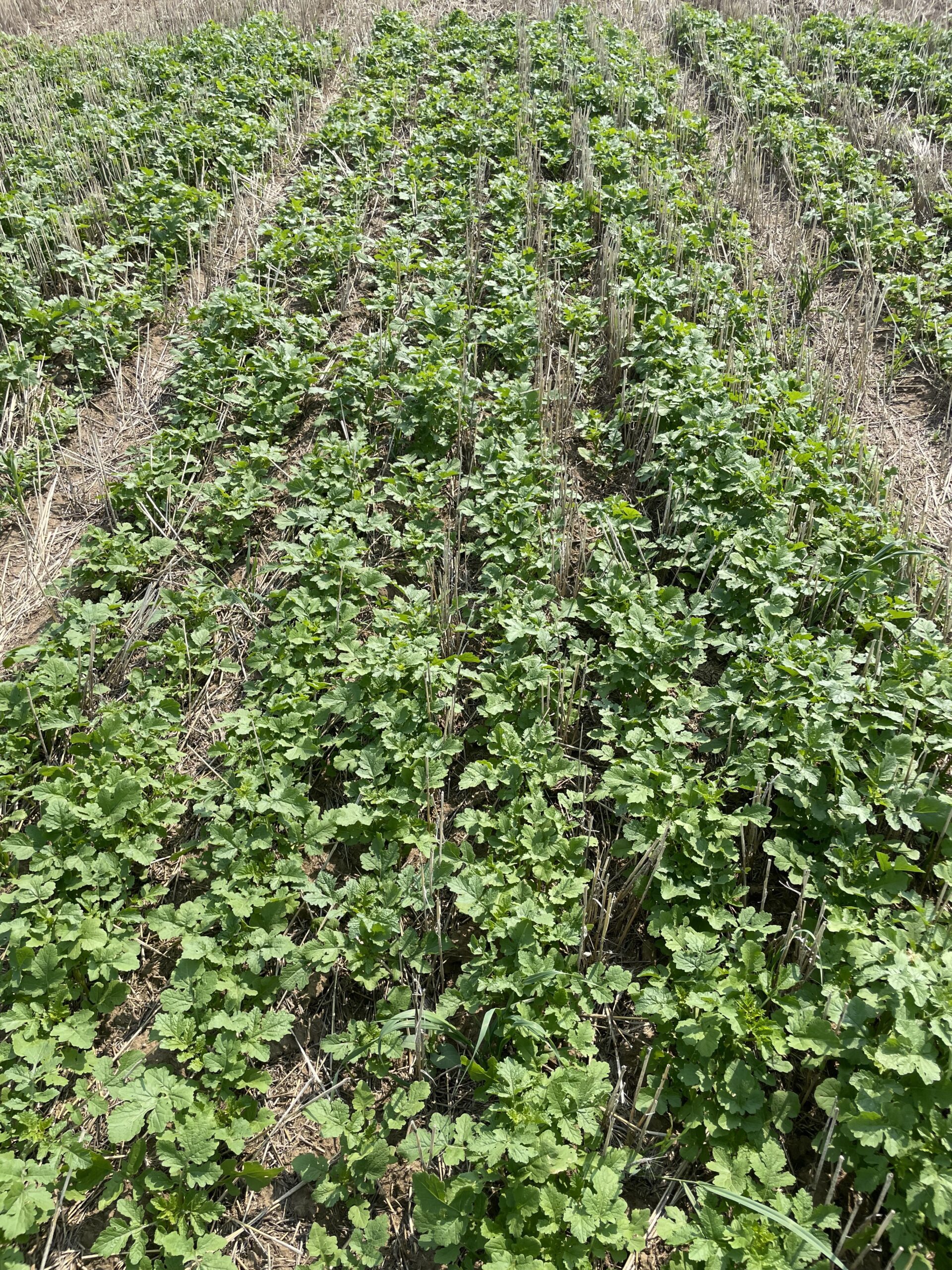 Wheatland Conservation Area 11