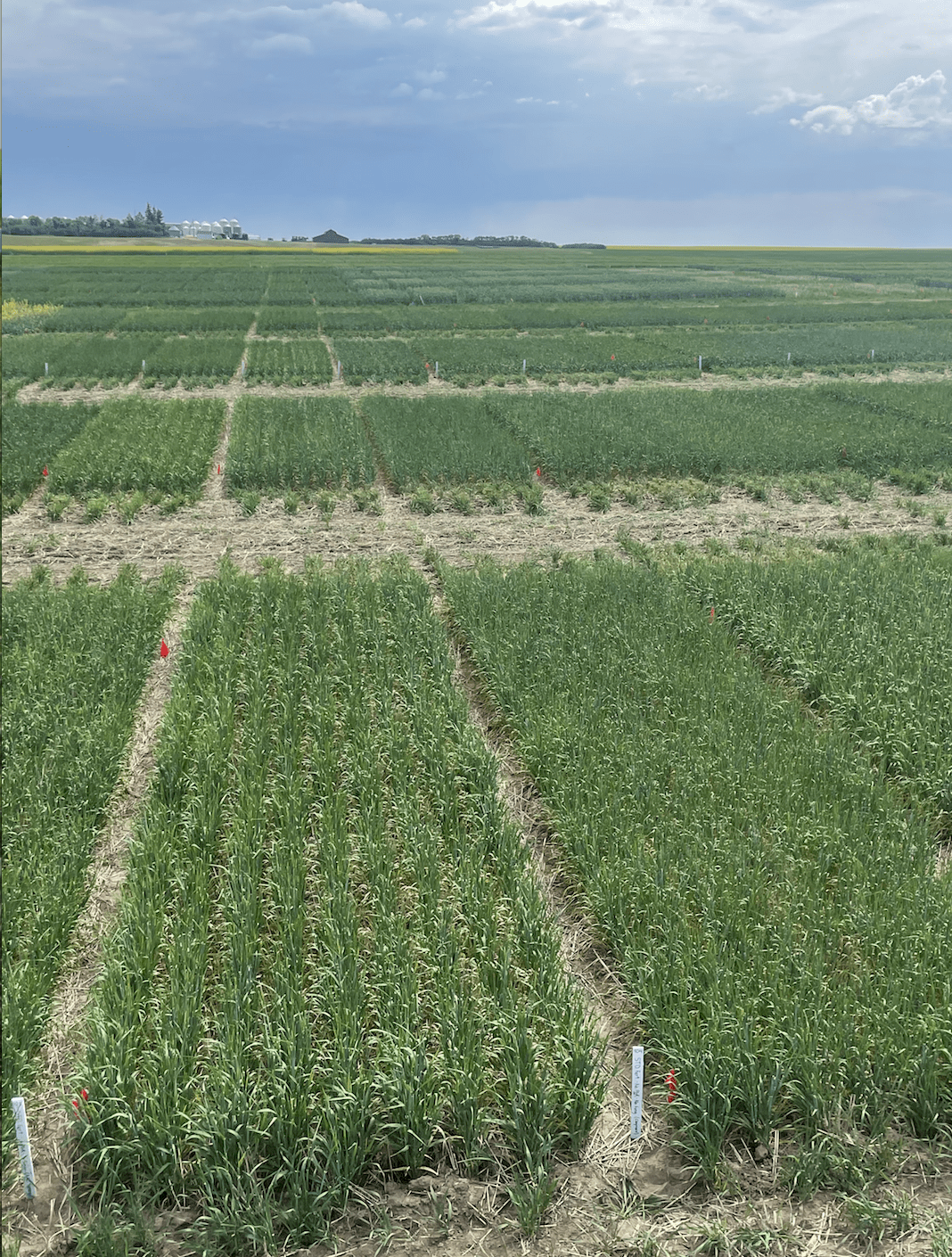 Annual Forages in a Rotation