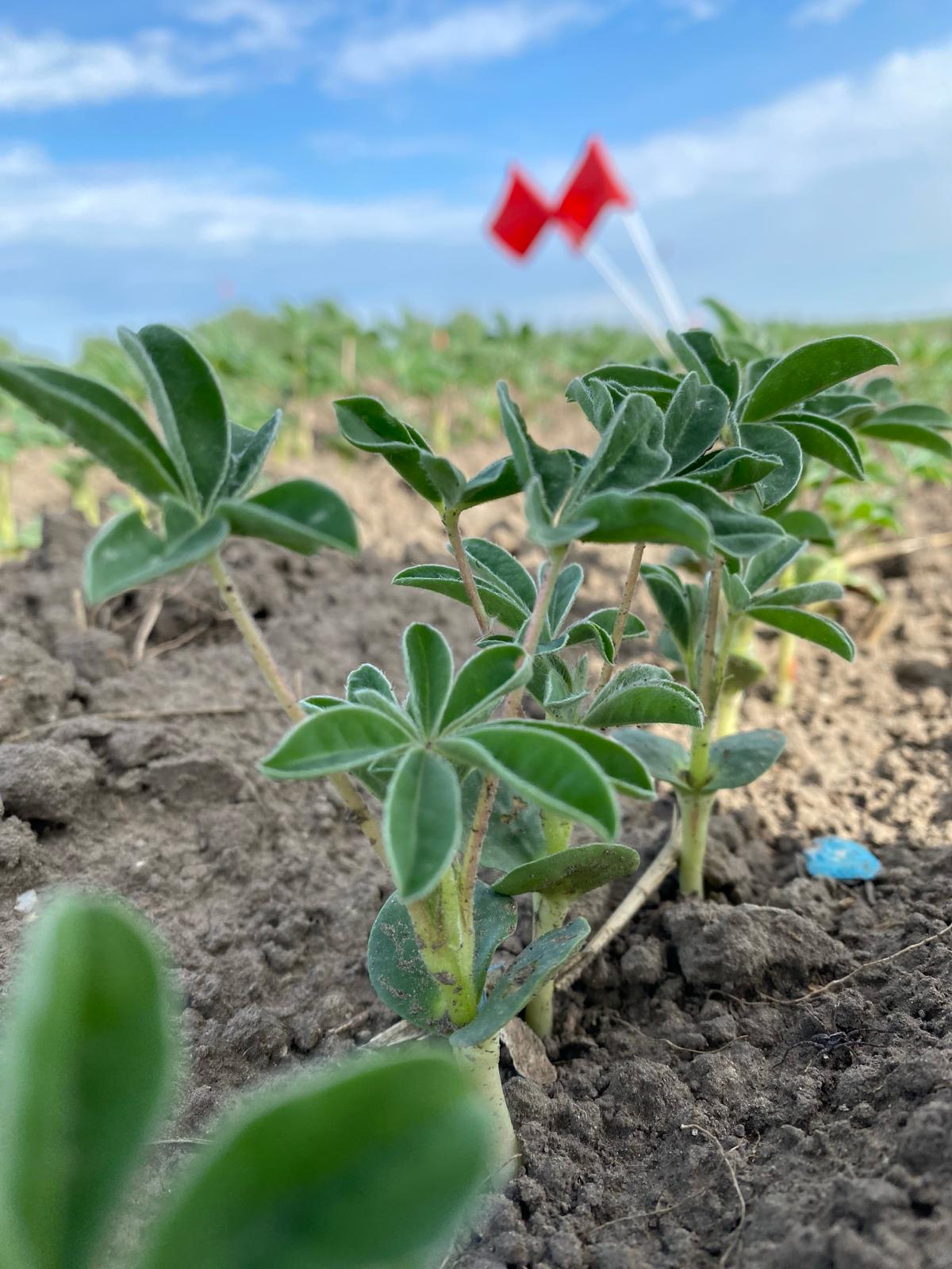 Annual Forages in a Rotation