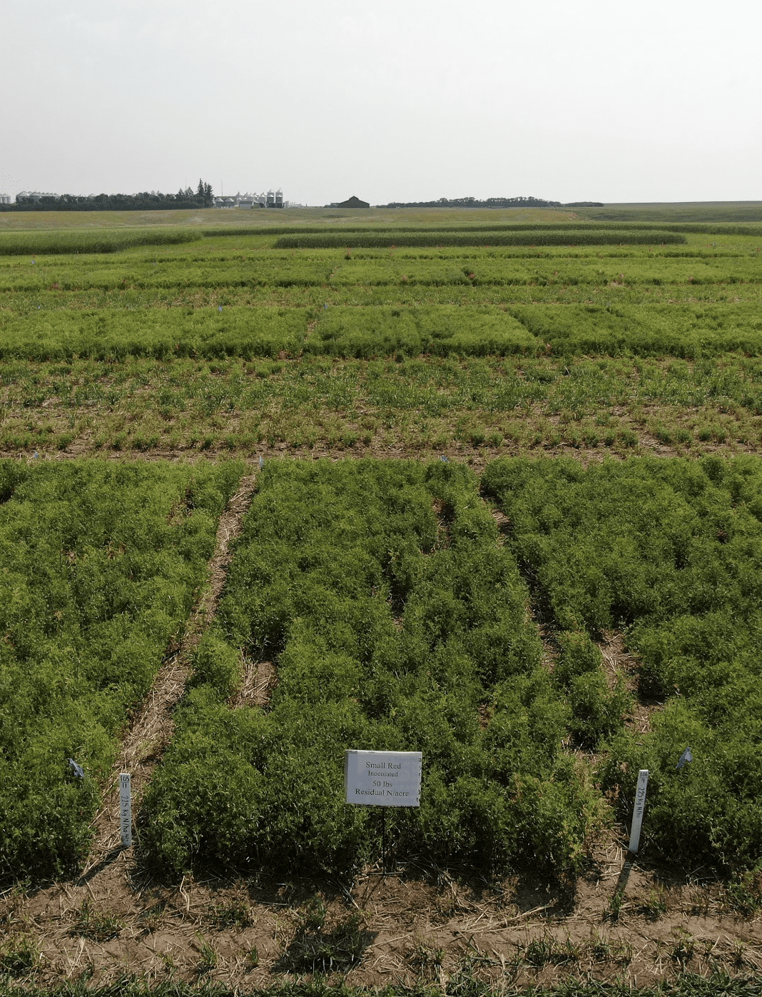 Annual Forages in a Rotation