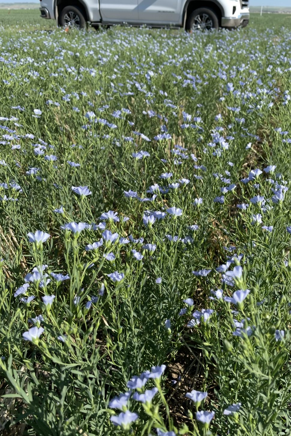 Wheatland Conservation Area 11