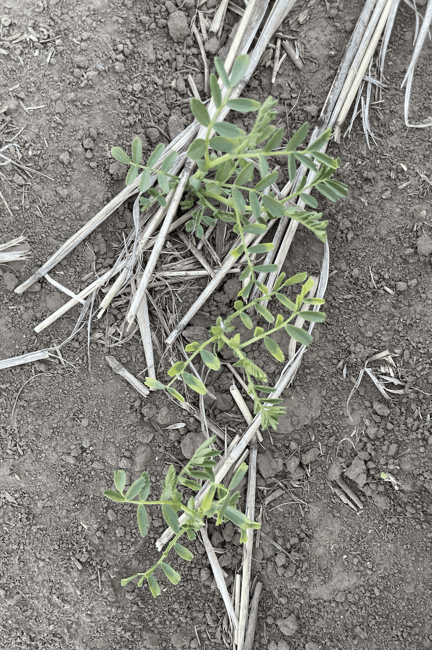 Annual Forages in a Rotation